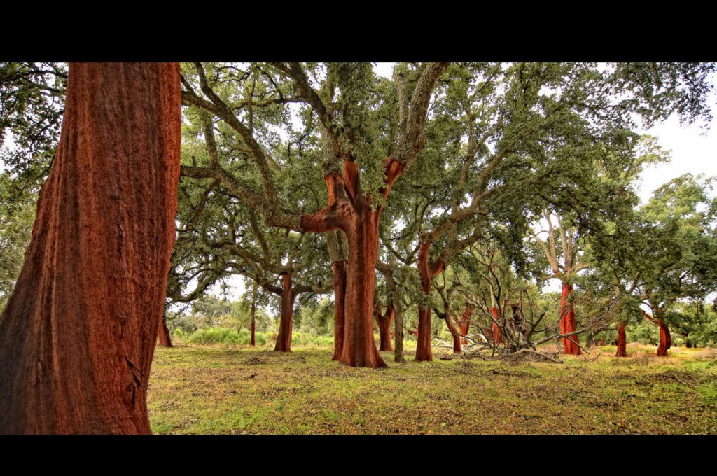 Primer Premio Concurso de Fotografía de Naturaleza Red Foresta