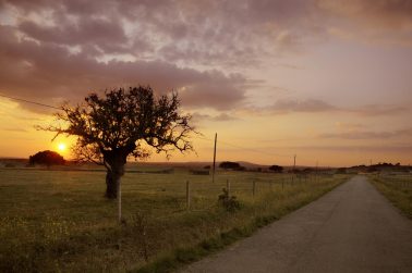 Puesta de sol en la dehesa salmantina