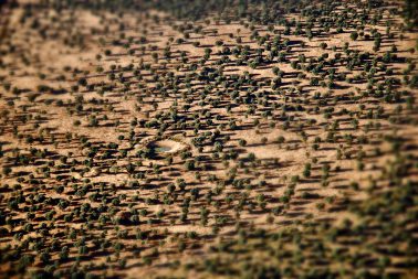 Imágenes aéreas de la dehesa