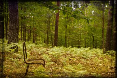 Fotografía artística para decorar