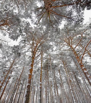 Pinares nevados