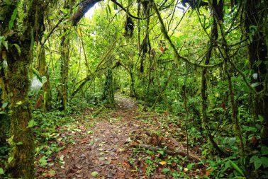 Fotografías de decoración de naturaleza que no son de IKEA